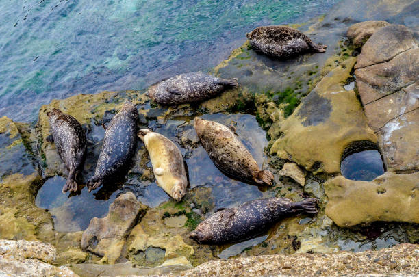 istock Seals at La Jolla Cove 840665044