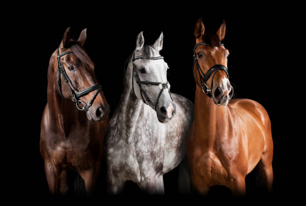 Different horses against black background Three horses with bridle against black background bridle stock pictures, royalty-free photos & images