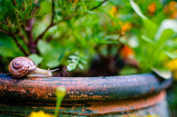 Sanil in the garden