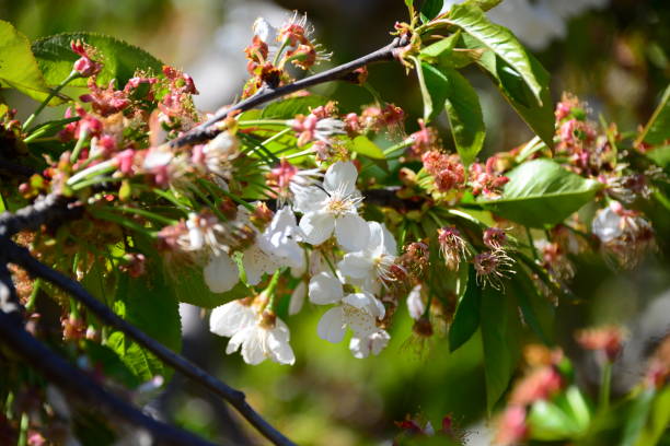 istock Cherries on the tree - cherry blossom in Spain 840666242