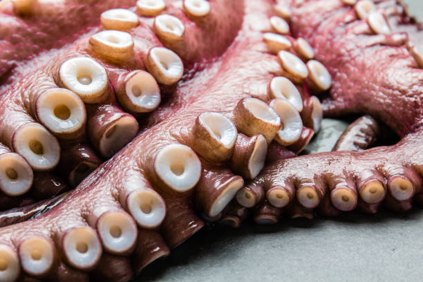 istock Seafood octopus. Whole fresh raw octopus on gray slate background, top view 840668918