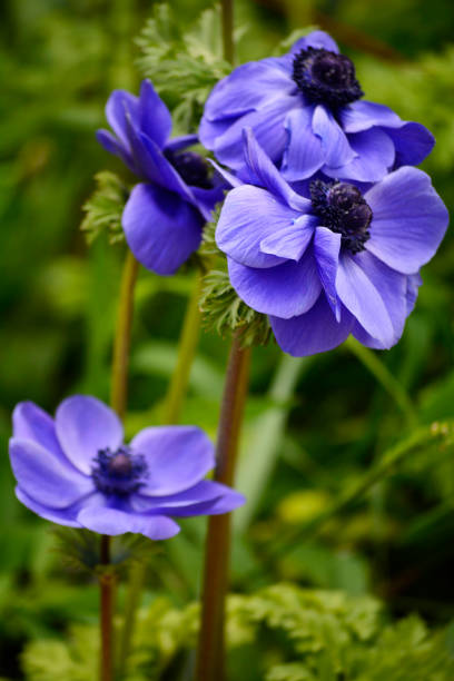 istock Blue poppy anemones 840669152