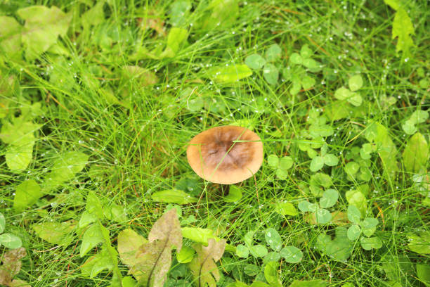 Edible mushroom in the vivid green grass with morning dew drops