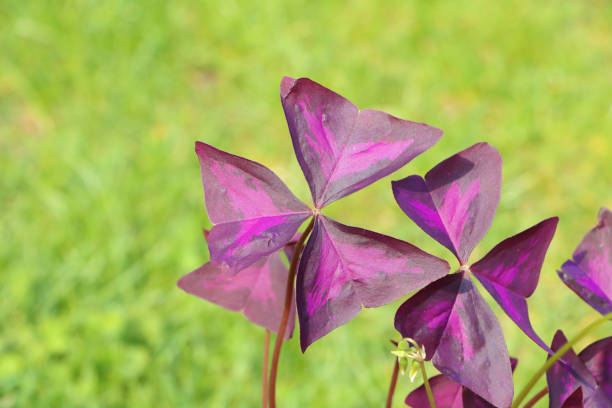 Detail photo of bright (vivid) leaf of Oxalis triangularis - also called false shamrock, love plant or purple shamrock, on defocused grass