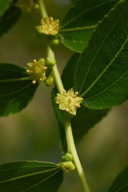 Photo of Ziziphus jujuba