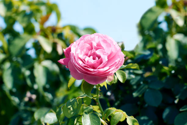 istock Pink rose in a garden 840672560