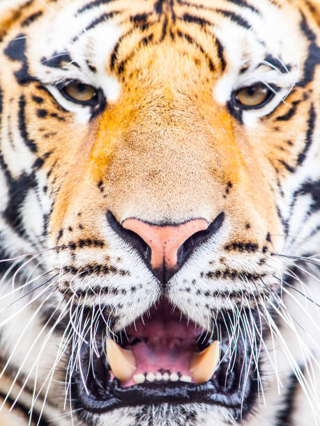 Young siberian tiger portrait with open moutn and shap teeth Young siberian tiger portrait with open moutn and shap teeth. tiger safari animals close up front view stock pictures, royalty-free photos & images