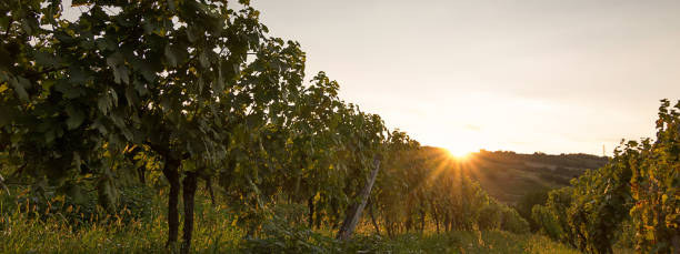 istock Vineyard at sunset. Landscape with autumn vineyards 840675718