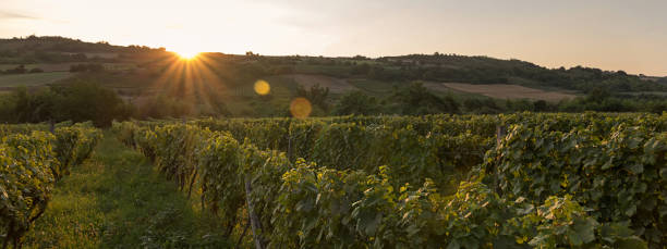 istock Vineyard at sunset. Landscape with autumn vineyards 840675786