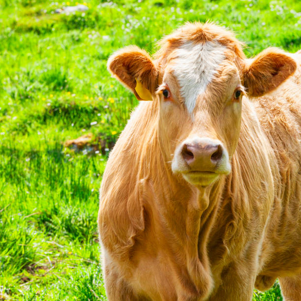istock Cow in rural Ireland. 840678530