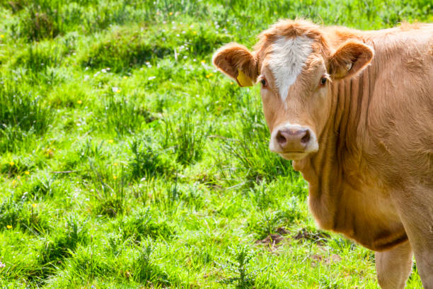Cow in a pasture in rural Ireland.