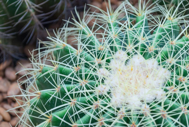 istock Closeup big head circle cactus background in the garden 840679302