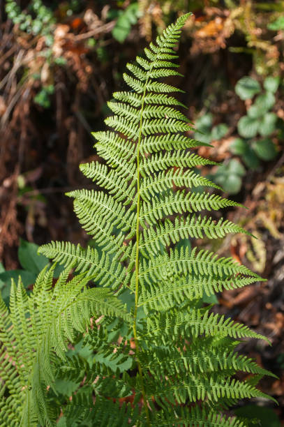 istock Fern leaf in a forest in autumn 840679356