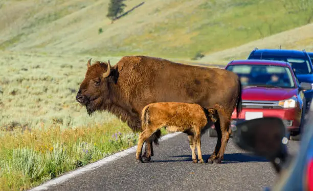 Photo of Bison mom nursing her young calf. Yellowstone National Park, USA