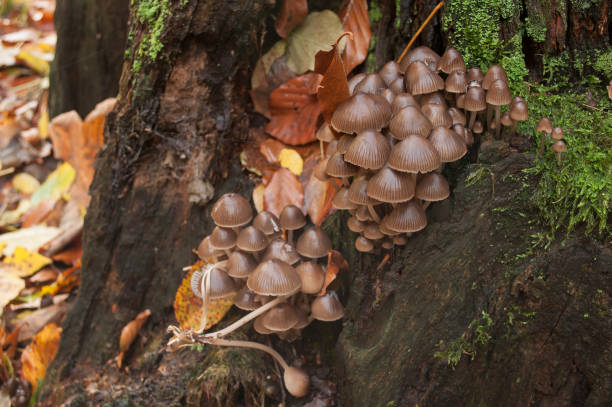 istock group oh mushrooms in the forest 840682752