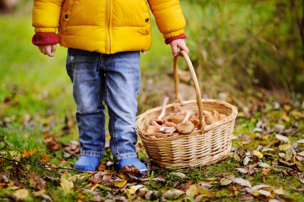 bambino carino che raccoglie funghi nel cestino - 5442 foto e immagini stock