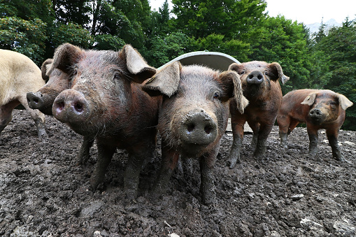 Young brown pigs in free-range. Pigs feel comfortable in the mud