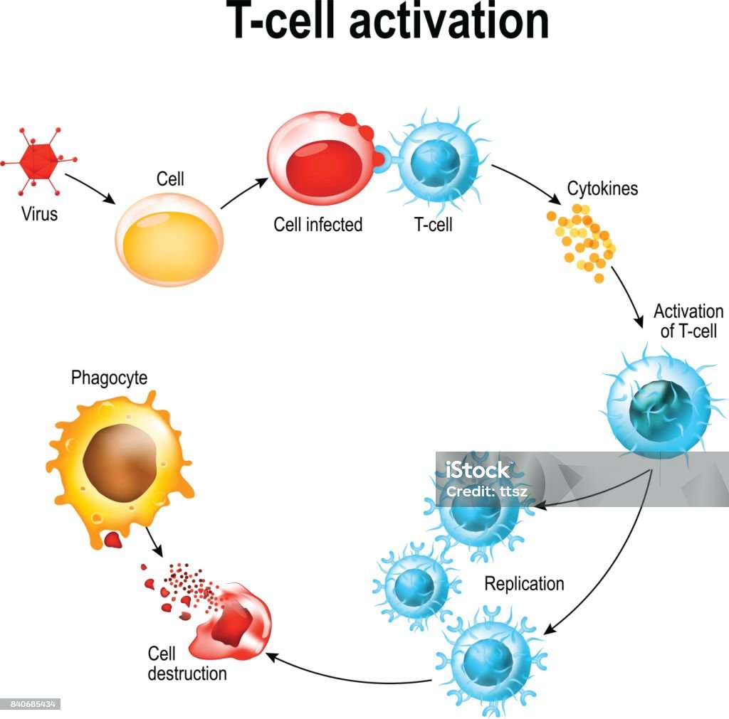 Activación de los leucocitos de célula T - arte vectorial de Célula T libre de derechos