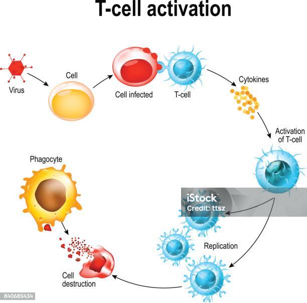 Ilustración de Activación De Los Leucocitos De Célula T y más Vectores Libres de Derechos de Célula T - Célula T, Célula, Linfocito B