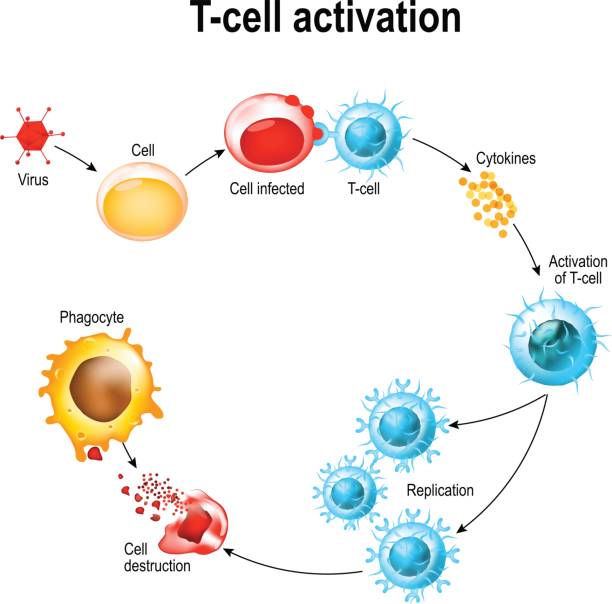 Activation of  T-cell leukocytes Activation of  T-cell leukocytes. T-cell encounters its cognate antigen on the surface of an infected cell. T cells direct and regulate immune responses and attack infected or cancerous cells. human cell illustrations stock illustrations