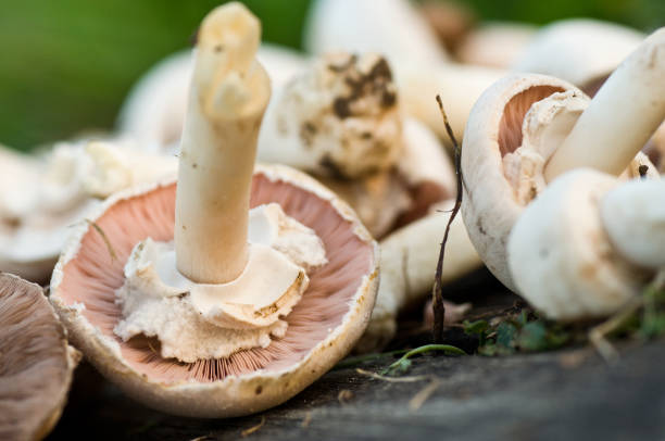 istock group of pink mushrooms 840685448