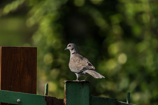 Dove on fence in summer sunny green forest