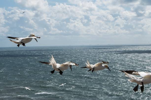 Photo of Seagull-formation flying over the sea