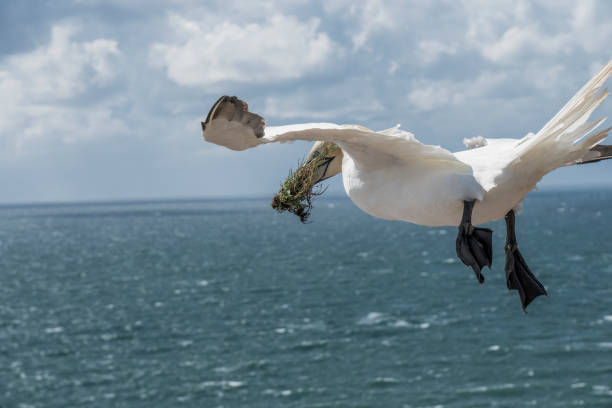 Photo of Seagull with seaweed flying over the sea