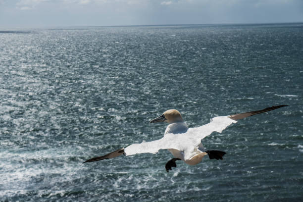 Photo of Seagull flying over the sea