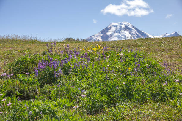 istock Patch of purple lupines in alpine meadows below Mt. Baker 840692156