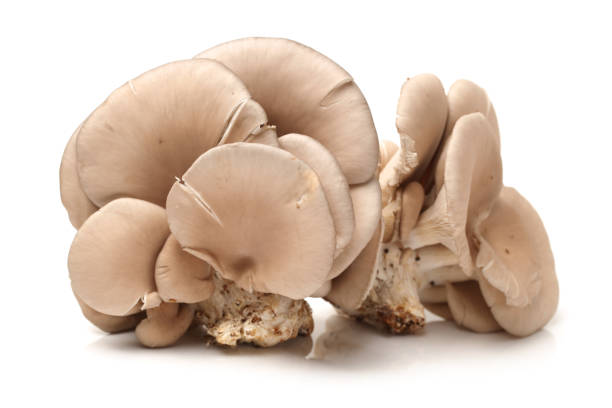 istock Oyster mushroom isolated on white background 840696496