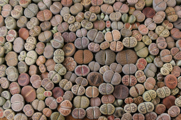 Various of lithops otzeniana,hallii