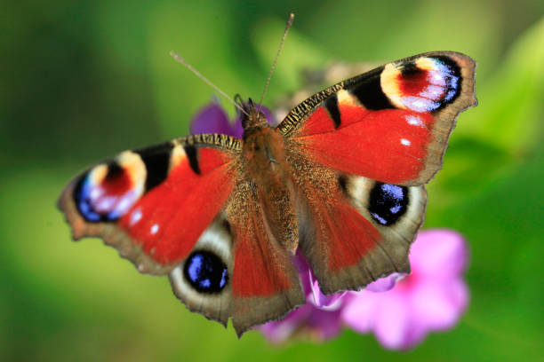 istock colorful butterfly on flower 840702724