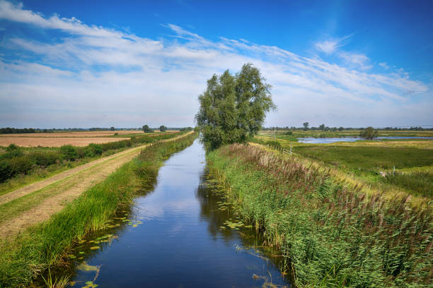 East Anglian Fens in Cambridgeshire This is the beautiful and atmospheric East Anglian Fen-lands of Cambridgeshire. It is abundant with wildlife including Highland cattle and Konik Pony herds. konik stock pictures, royalty-free photos & images