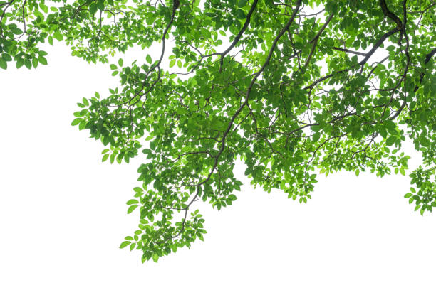 istock Green tree leaves and branches isolated on white background 840703340