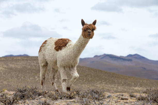 istock lamas in Andes,Mountains, Peru 840703442