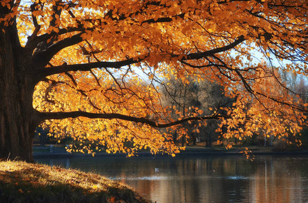 istock Tree covered with yellow leaves on water background 840704152