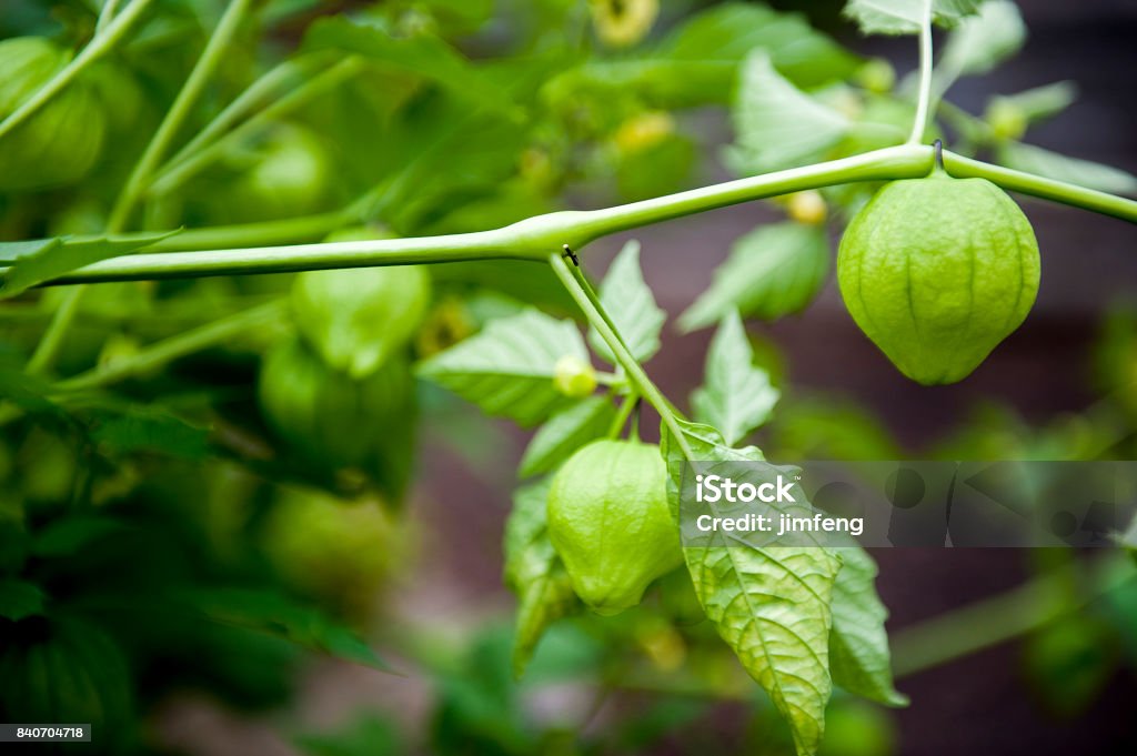 physalis alkekengi Ontario, Canada Tomatillo Stock Photo