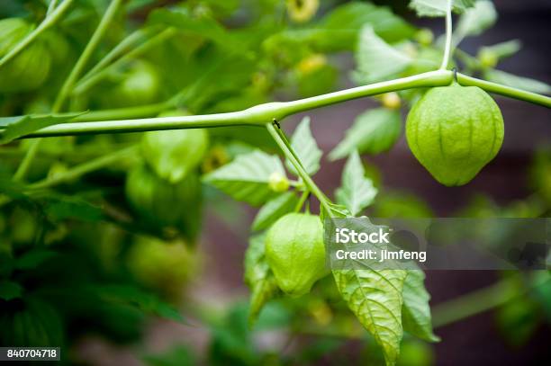 Physalis Alkekengi Stock Photo - Download Image Now - Tomatillo, Plant, Autumn