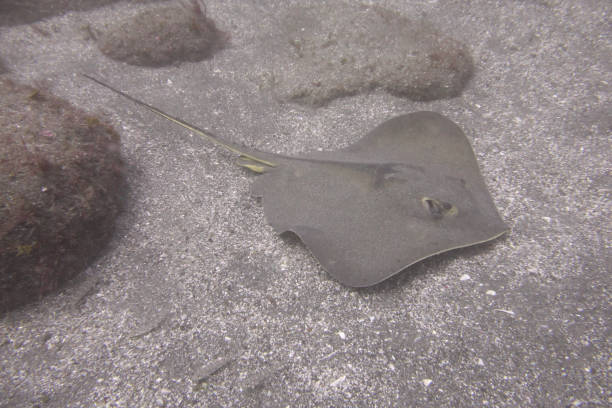 istock Red stingray at the bottom of sea 840704988