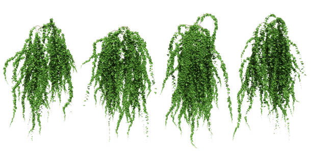 istock Green ivy plant isolated. 840707272