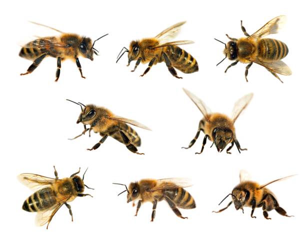 kelompok lebah atau lebah madu dengan latar belakang putih, lebah madu - lebah madu afrikanisasi foto potret stok, foto, & gambar bebas royalti