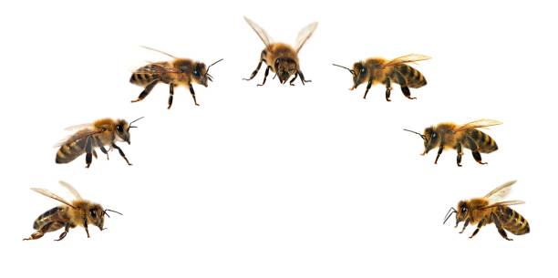 istock group of bee or honeybee on white background, honey bees 840708208