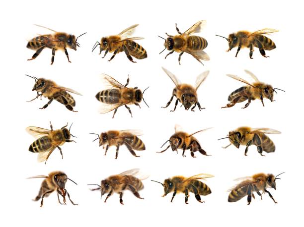 istock group of bee or honeybee on white background, honey bees 840708690