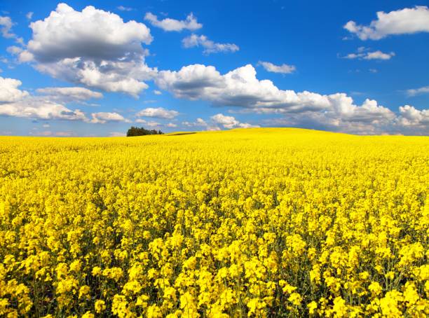 istock Field of rapeseed, canola or colza 840710854
