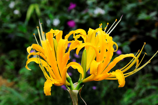 Yellow Lycoris traubii in the summer garden