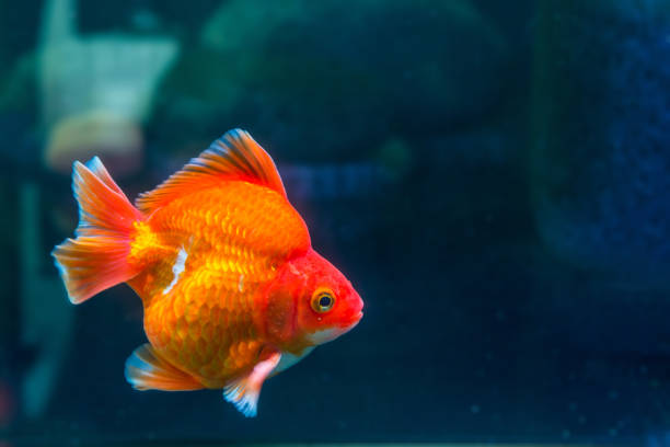 istock Orange Ryukin goldfish swimming 840718906