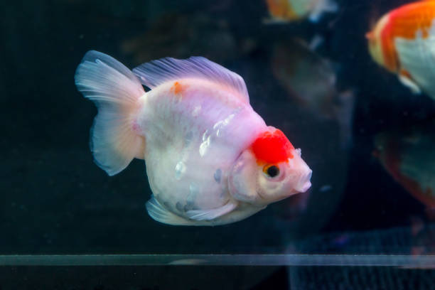 istock White and orange Japanese Goldfish 840719014