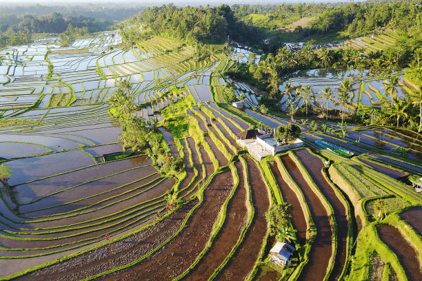 Aerial view of Bali Rice Terraces. Aerial view of Bali Rice Terraces. The beautiful and dramatic rice fields of Jatiluwih in southeast Bali have been designated the prestigious UNESCO world heritage site. jatiluwih rice terraces stock pictures, royalty-free photos & images