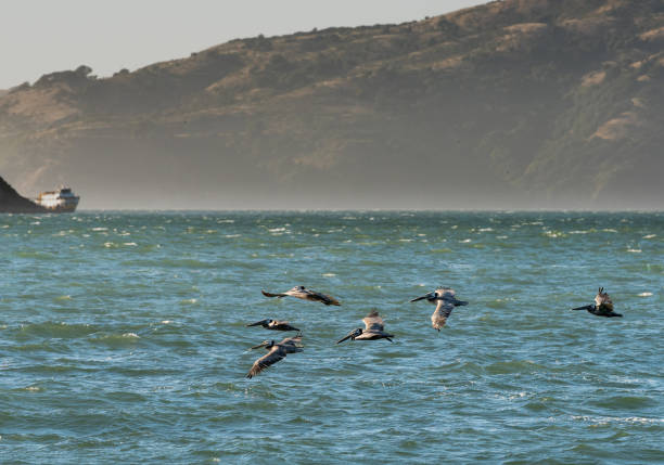 A flock of brown pelicans soaring over the pacific ocean in the San Francisco Bay with a boat abd hills in the background.